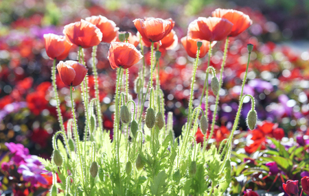 Wild Coquelicot flowers bloom in the beautiful afternoon sunshineの写真素材