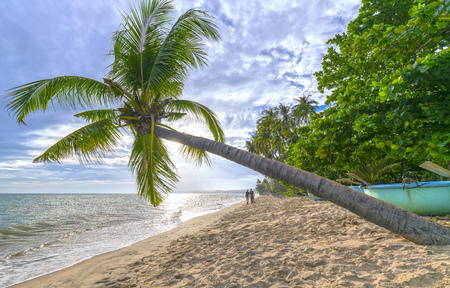 Tropical beach with coconut palm. This is the place for vacation vacation with family Paradise beachの写真素材