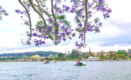Dalat, Vietnam - March 27th, 2017: Visitors enjoy Jacaranda flowers bloom along Xuan Huong Lake in spring. This place attracts millions of visitors to Dalat, Vietnamのeditorial素材