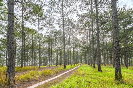 Morning in the beautiful pine forest sunny on the path leading into the mysterious forestの写真素材