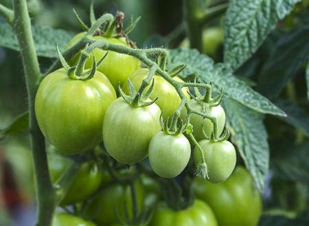 Many tomatoes growing on the fence in a green houseの写真素材