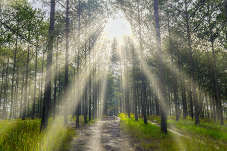 Morning in the beautiful pine forest sunny on the path leading into the mysterious forestの写真素材