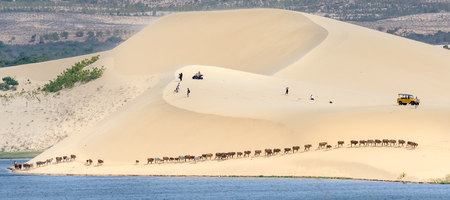 Muine, Vietnam - March 30th, 2017: Cows migrate through the white sand hills at noon in Muine, Vietnamの写真素材