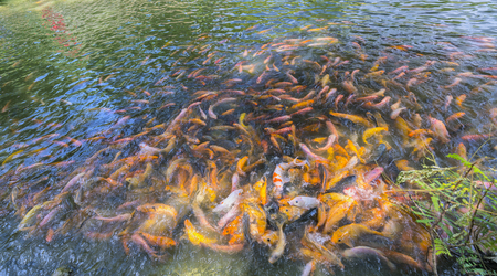 Colorful carp swimming in the pond with several hundreds of paintings emerged to win the food, generally have a beautifulの写真素材