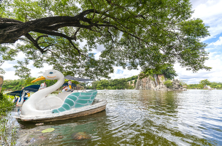 Swan boat landing in the lake next to the shade of a very ancient treeの写真素材