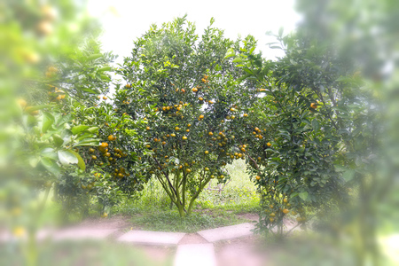 Closeup of ripe tangerines hanging from branches, fresh ripe fruits are pink in the harvest. This is a specialty fruit in the West of Vietnamの写真素材