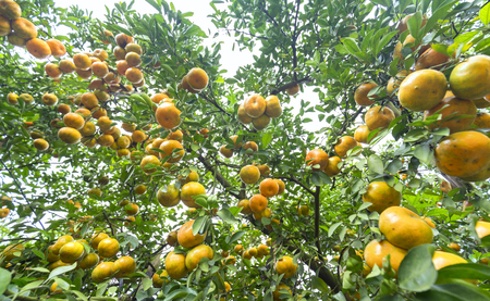 Closeup of ripe tangerines hanging from branches, fresh ripe fruits are pink in the harvest. This is a specialty fruit in the West of Vietnamの写真素材