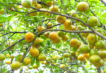 Ripe orchid on the tree with thousands of fresh ripe yellow fruits are in the harvest. This is a specialty fruit in the West of Vietnamの写真素材