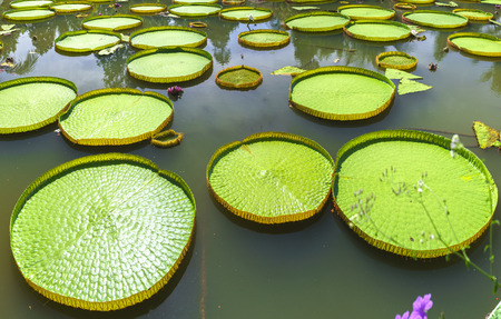 Victoria amazonica in the pond with giant green leaves cover the pond surface to create a beautiful landscape in natureの写真素材