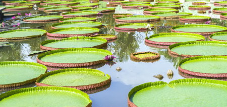 Victoria amazonica in the pond with giant green leaves cover the pond surface to create a beautiful landscape in natureの写真素材