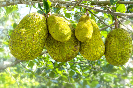 Fruit on the tree with ripe yellow fruit, this is nutritious food and is grown in many places in the tropicsの写真素材