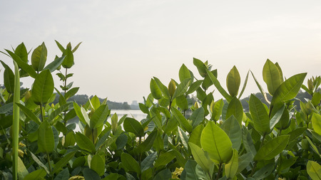 foliage background skyの写真素材