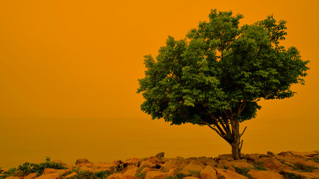 a tree with colored backgroundの写真素材