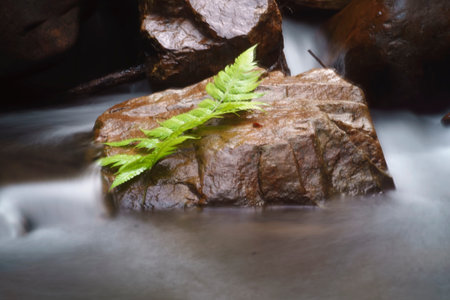 Leaves on a rock in the riverの写真素材