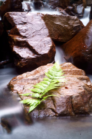 Leaves on a rock in the riverの写真素材