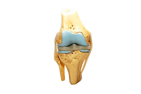 Knee Model  Functional Knee Joint Model, Life Size Anatomical Knee with Functional Ligamentsの写真素材