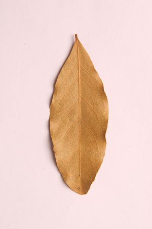 dry vanilla leafの写真素材