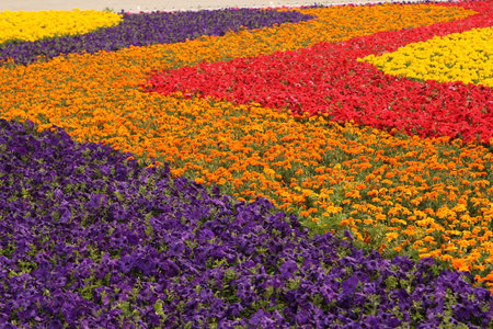 flower bed