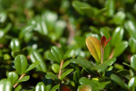 autumn leavesの写真素材