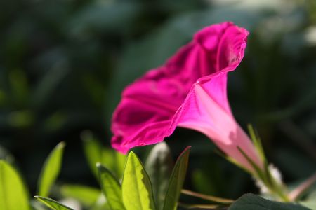 morning gloryの写真素材