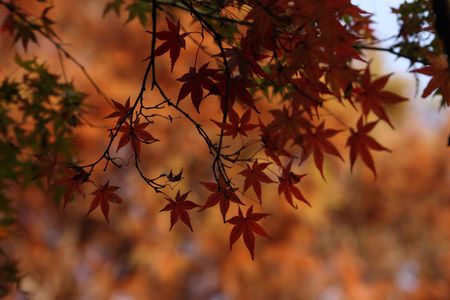 red maple leavesの写真素材