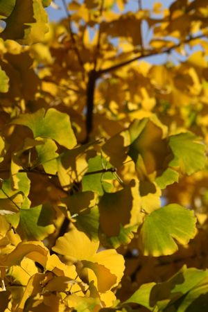 yellow ginko leavesの写真素材