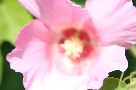 hibiskus freigestelltの写真素材