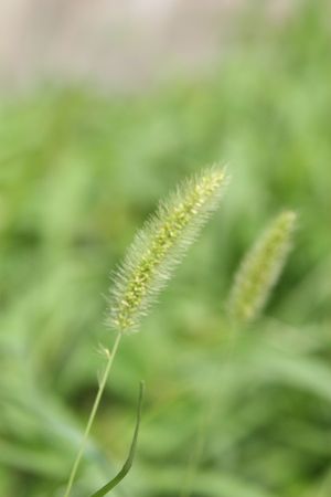 grass earsの写真素材