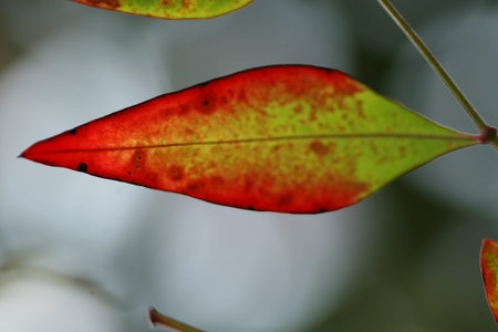 red green leaf
