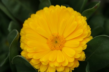 marigoldの写真素材
