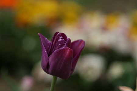 tulipsの写真素材