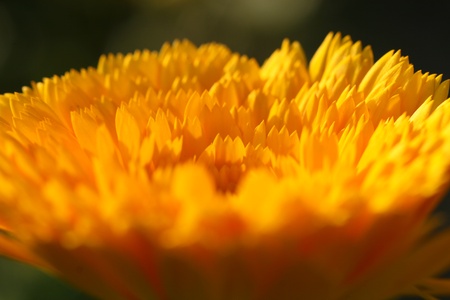 marigoldの写真素材