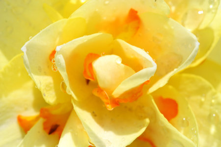 daffodilsの写真素材