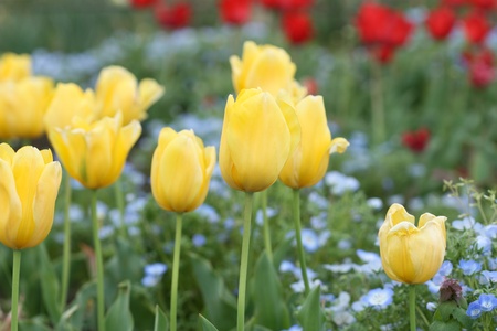 tulips gardenの写真素材