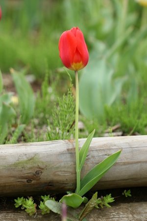 tulips gardenの写真素材