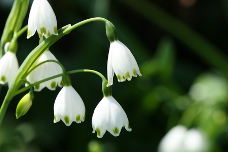 snowdropsの写真素材