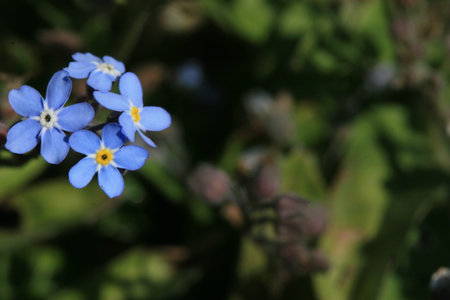 forget-me-not