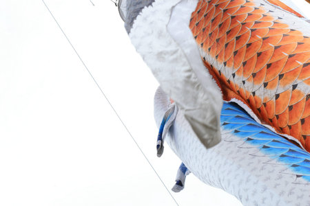 koi noboriの写真素材