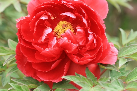 red peonyrの写真素材