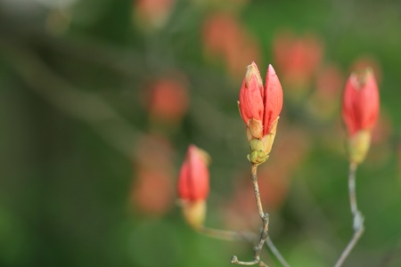 azalea の写真素材