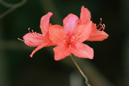 azaleaの写真素材