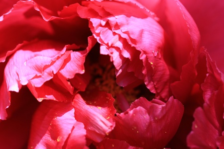 red peonyの写真素材