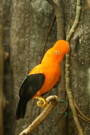 andean cock of the rockの写真素材