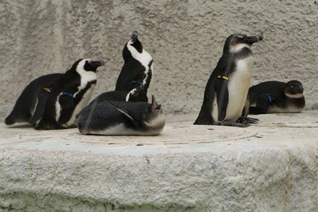 penguinの写真素材