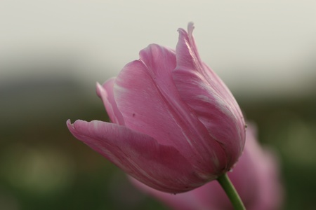 tulipsの写真素材