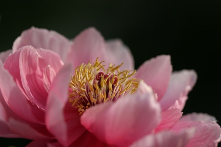 peonyの写真素材