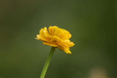 yellow flowerの写真素材