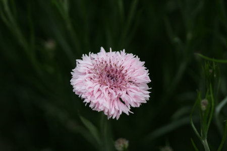 cornflower