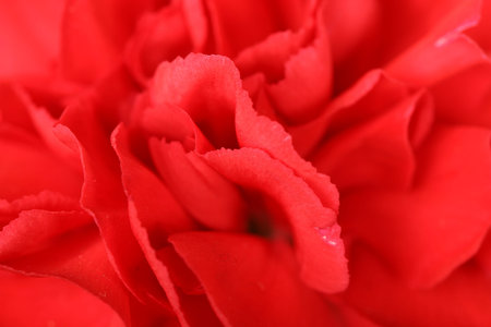 carnationsの写真素材