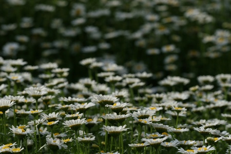 daisyの写真素材